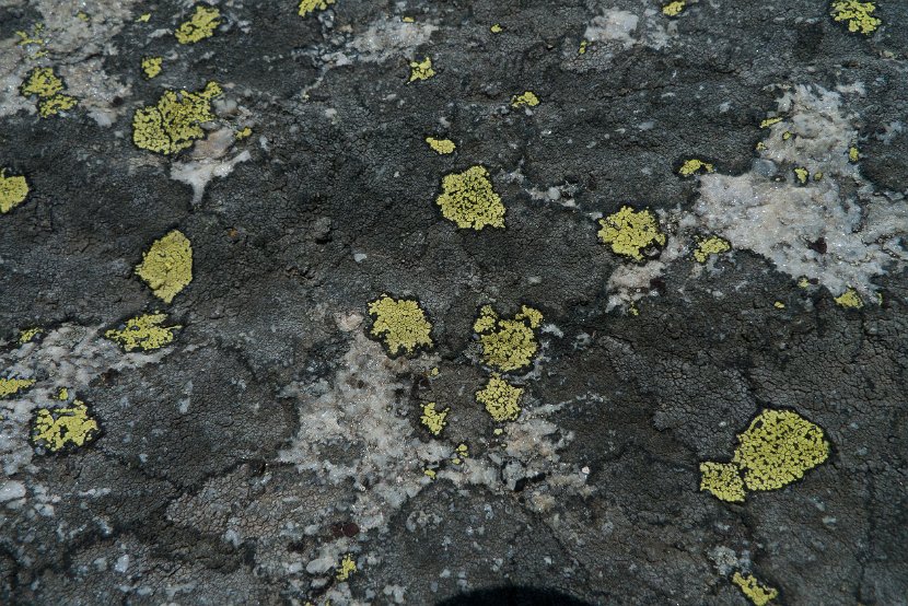 Aspicilia cinerea-7